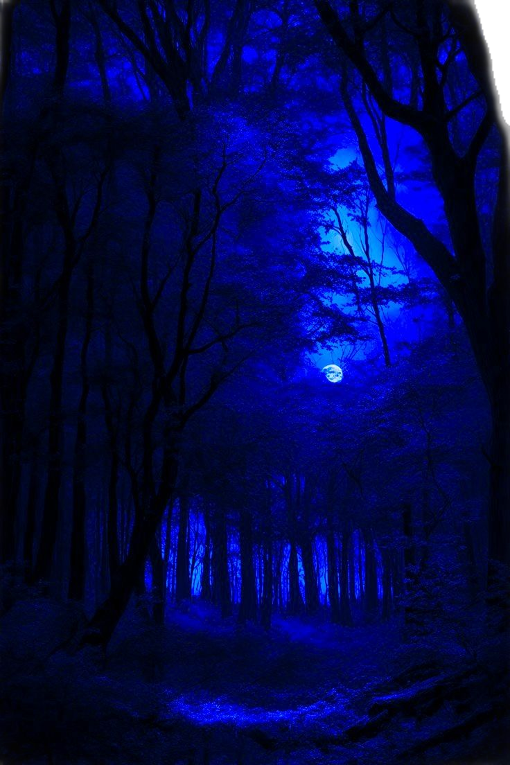 Blue moonlit forest