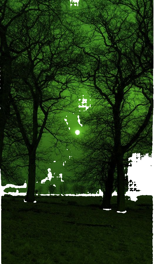 Green moonlit forest